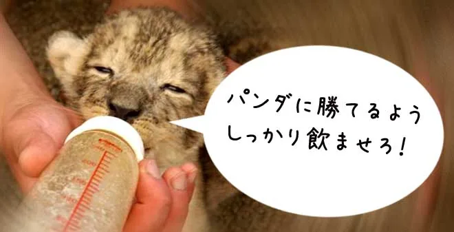 パンダに負けないようにしっかり育てましょう！